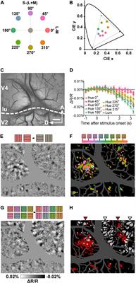 Representation of Cone-Opponent Color Space in Macaque Early Visual Cortices